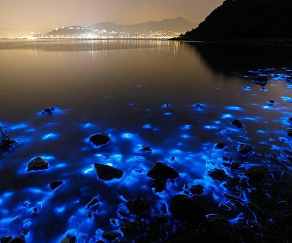 Luminous Lagoon Jamaica: Everything You Need to Know About Glistening Waters